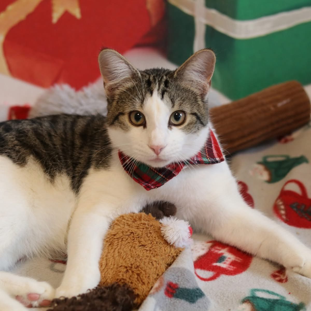 Lotus and Rusty are hoping their Christmas wish of a forever family will come true! Can we make that happen?  Lotus and Rusty are looking for a home together with no other cats.  They get along great and love each other but are not fans of the resident cats. They did meet a big