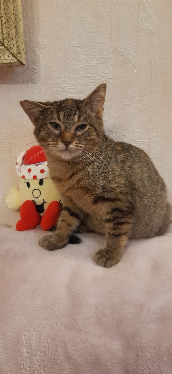 LigueDesAnimaux's tweet photo. Et si on terminait l’année par un petit miracle de fin d’année ?

Voici Choupette, âgée de 6 mois. Sa petite oreille droite, légèrement abîmée, lui donne un charme unique. 

Ancienne petite furie, elle s’est très vite révélée adepte des caresses et des moments tendres✨ 

📍Oise/IDF
✉️adoption@laliguedesanimaux.fr