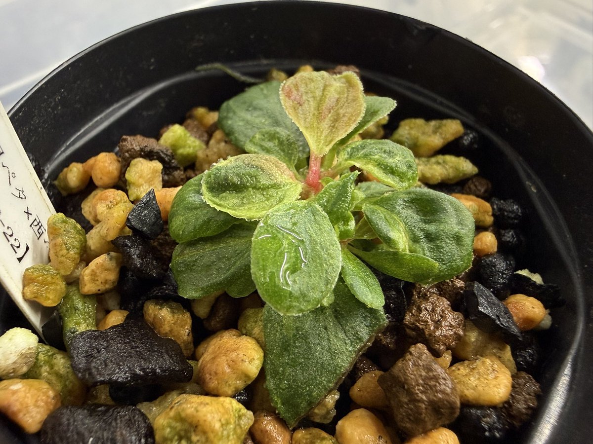 超希少‼️モンステラハリケーン　特選美株❣️ 超希少‼️モンステラハリケーン 特選美株❣️