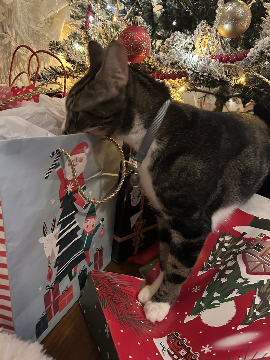 AbsoluteWifey1776✝️🗽🇺🇸 tweet media