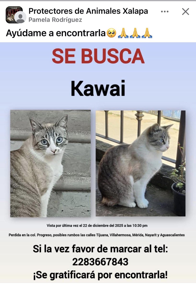 Angie Nuñez (@AngieNunhez) / Posts / X, image size:818x1200