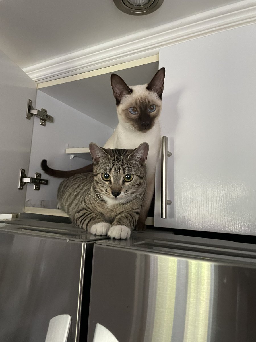 ThePAWstas's tweet photo. Heyy !! Looking to rehome my litter of Siamese kittens if your interested or got question inbox me !!! 🤍🤍🤍 𝑴𝒆𝒐𝒘. ฅ(•- •マ

#cats #kittens #kitty #pets #gato #catlovers #love #cute #animals  #cutecats #rehoming #Repost https://t.co/12CL2dtDxN