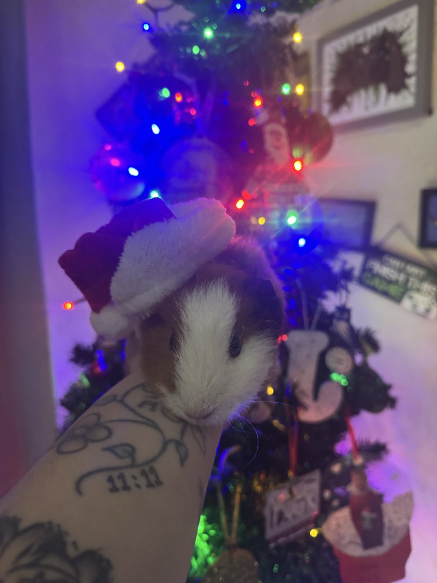 Merry Pigmas #guineapig