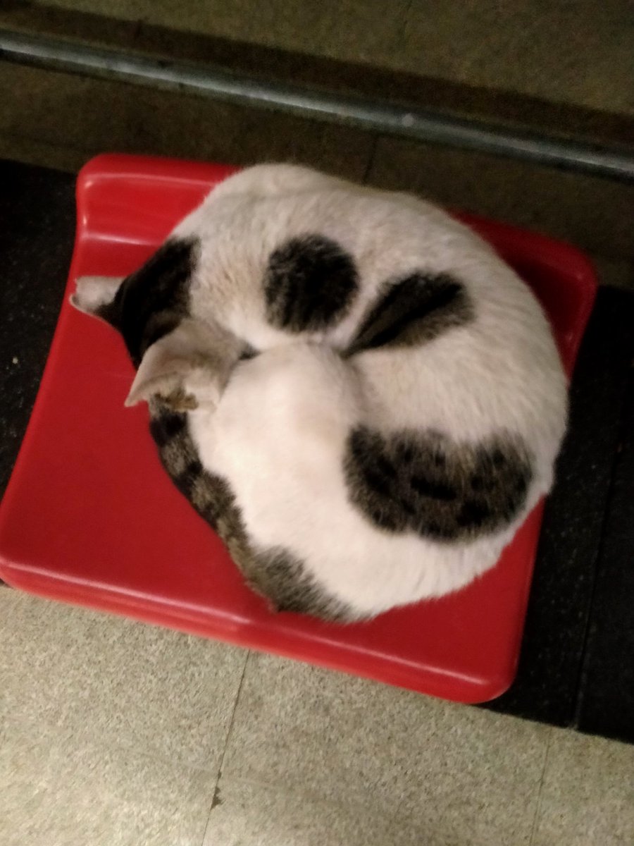 4zeros's tweet photo. little ball https://t.co/vTPqJV2ecO