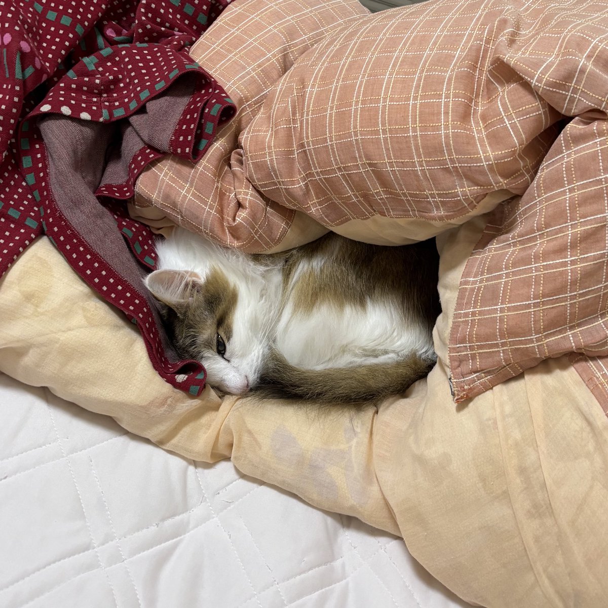 こまにゃん monster-135.png