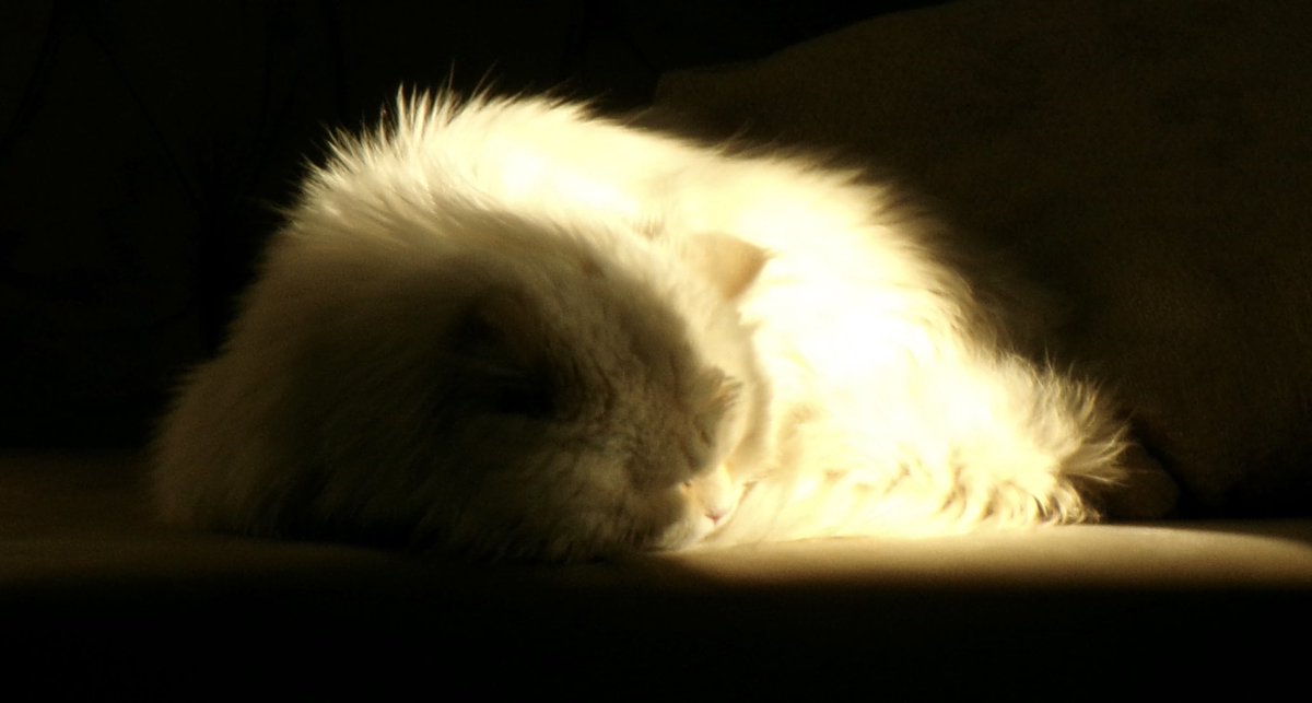 innerfllare's tweet image. يتشمس