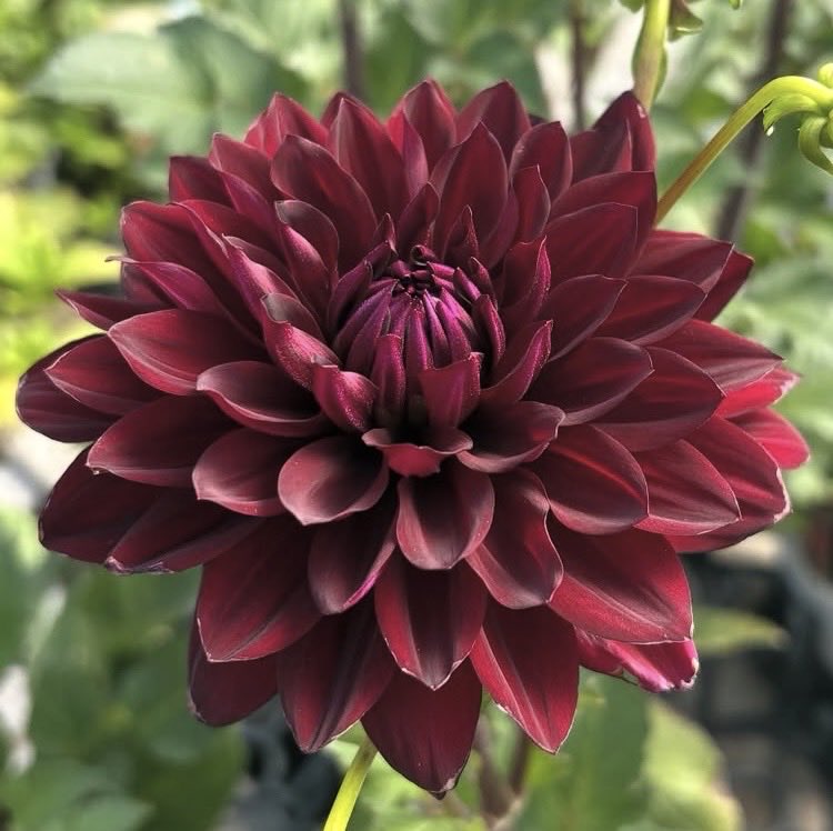 ダリア（感謝） ダリア】 秋に撮ったものです。 とても美しいお花です🌼ꕤ⋆.˚ ダリア