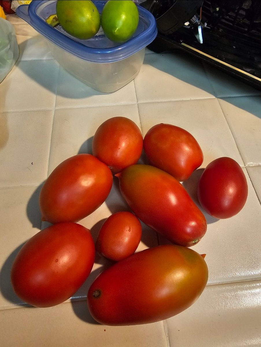 BayAreaBiker's tweet photo. Today's loot.

#backyardigan 

My tomatoes generally stop fruiting by end of November, I then remove the vines and prepare the dirt for leafy greens. This year, these are still producing good tomatoes 🍅 🍅 https://t.co/DbHS8MzWjr