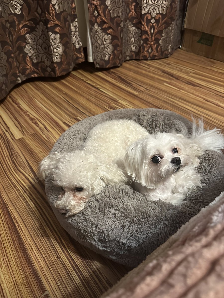 Мікропьоси сумують у вечір на Різдво бо збір рухається зі швидкістю равлика