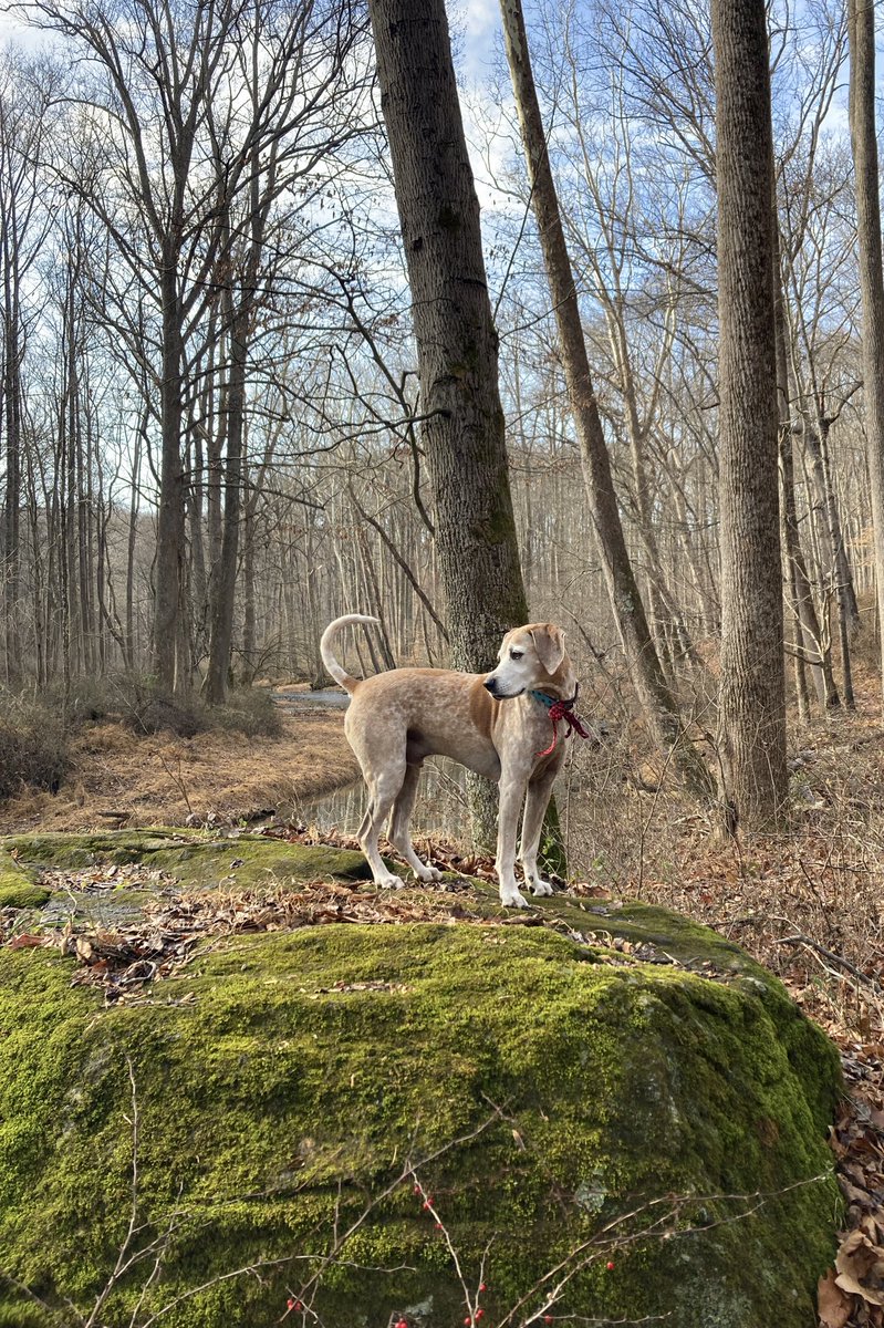 strollingwalker's tweet image. My parents' hound dressed for Xmas.