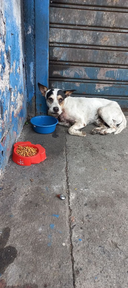 #emergenciacanina 🆘🆘🆘🆘
#REPORTAN ⚠️
#urgente ‼️ ‼️
NO HAY NÚMERO DE CONTACTO 

Este perrito tiene el pecho en la pura carne. Está frente a la farmacia Value qué está en la 10a. Av Sur. Cerca del parque San Jacinto, San Salvador.
Su condición es grave.