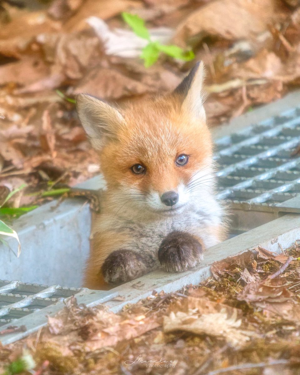 じゅんじゅん (@mintberrxw) / Posts / X