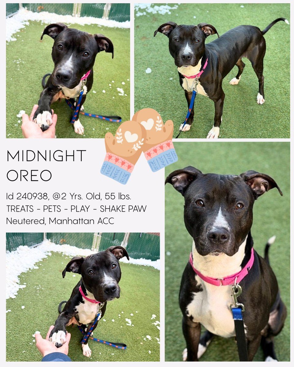 notthesameone2's tweet image. Midnight Oreo left 🍪 &amp;amp; 🥛 for Santa last night &amp;amp; let Santa know that all he wanted for Xmas was a home.