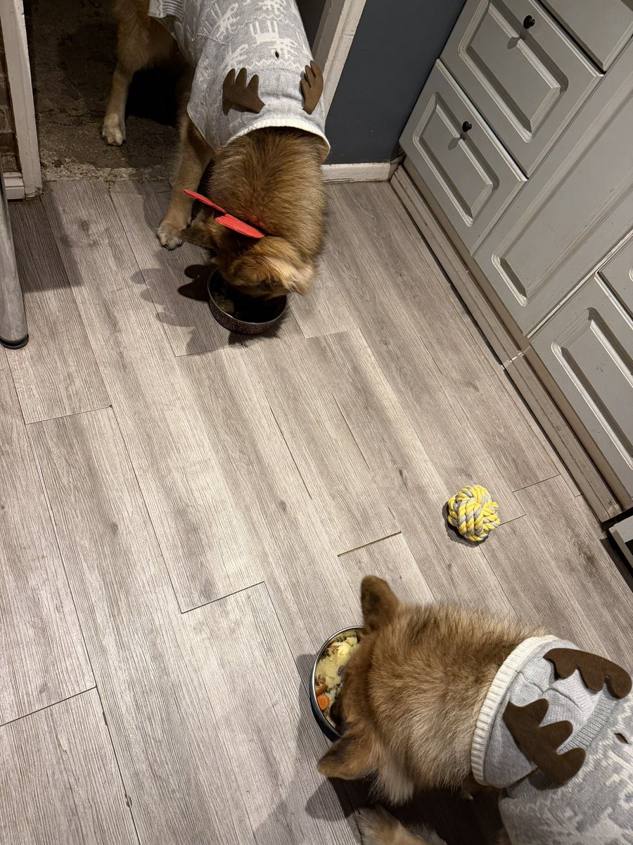 Having worked an early shift, Christmas came late in the afternoon for us, Campbell &amp; Rielly were rightfully spoilt followed by a Christmas roast dinner. 

Merry Christmas from our house to
Yours!  🎄 🎅 🎄