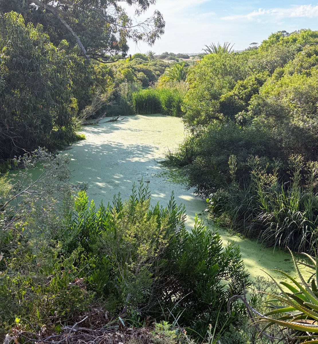 albertosilvauy's tweet photo. #EstadoOmiso 
El arroyo #Tarariras, nace en #SierrasdelasAnimas y muere en la mar.
Separa #LasFlores de #PlayaVerde, y son muy pocos los productores  a su orilla.
Hace años, sobre esta fecha luce así.
Por qué no se controla?
Por qué se permite?
Y la Intendencia y el Ministerio? https://t.co/YIst9Qbxwk