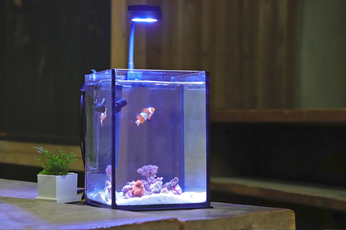 search_life0_0's tweet image. 海水魚通販店から実店舗化へ
クラウドファンディングが始まります🔥

移転の舞台は「蔵」
「蔵×アクアリウム」という新体験施設を一緒に作る創業メンバー大募集です！

開始は27日(火)0:00～
開始前のお気に入り登録もぜひお願いします🙇‍♂️

camp-fire.jp/projects/91429…