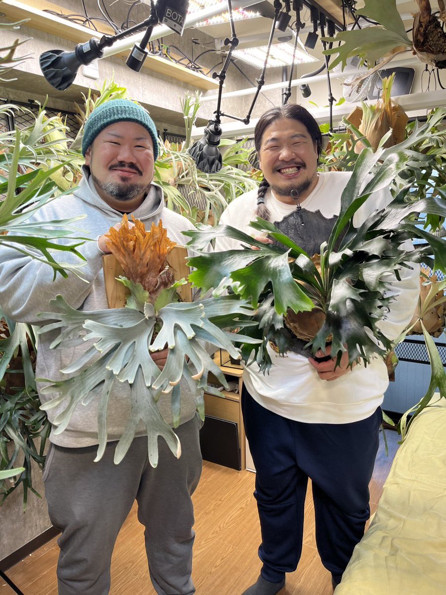 ボタニカルゴリラ tweet media