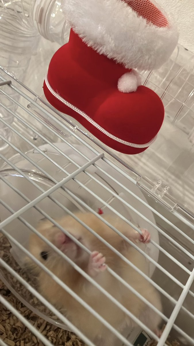 ごまちゃん tweet media