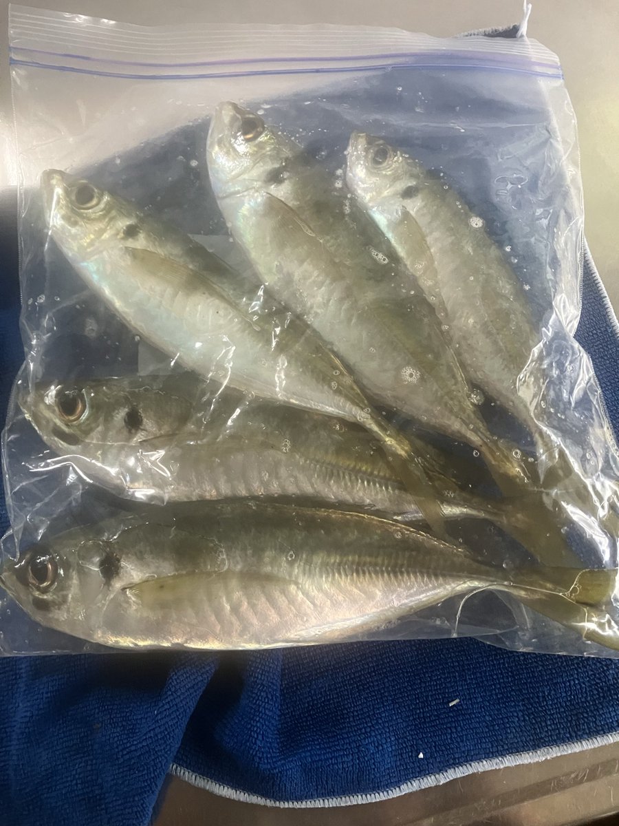 今年、最後の釣りはアジング！*\(^o^)/*
アジングも今年初釣り！笑

やっぱりに釣り納めはアジングじゃないとね！笑笑

来年の初釣りもアジングやらうけど！笑

佐田岬方面は爆風すぎて....わからん！笑
そしてドラグが維持に出されてラインブレイクが2回！
なんやったんかな？

MAXが26cm!!尺届かず！