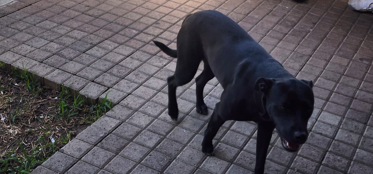 SERVICIO SOCIAL✅️
#REPORTAN ⚠️
SE BUSCA A SU FAMILIA 📣
Hola, quisiera saber si pueden publicar en el canal sobre esta perrita:
Se encuentra en Ramblas Santa Ana, esta cachorra y se nota que anda perdida porque esta desorientada, bien cuidada y se asusta de todo. Por si es de