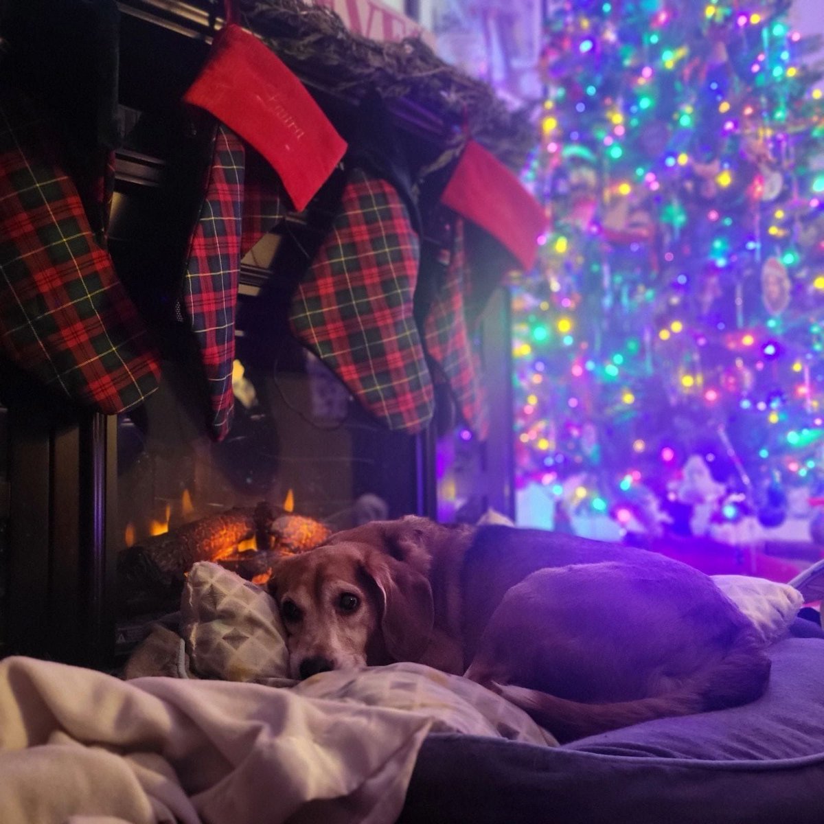 Merry Christmas to all and to all a good night!  Thank you to all our readers who pawticipate in creating a wonderful #beagle community on social media.  We will return on January 1.

📷 <a href="/Yodasnuggs/">Laura Coleman</a> / Twitter