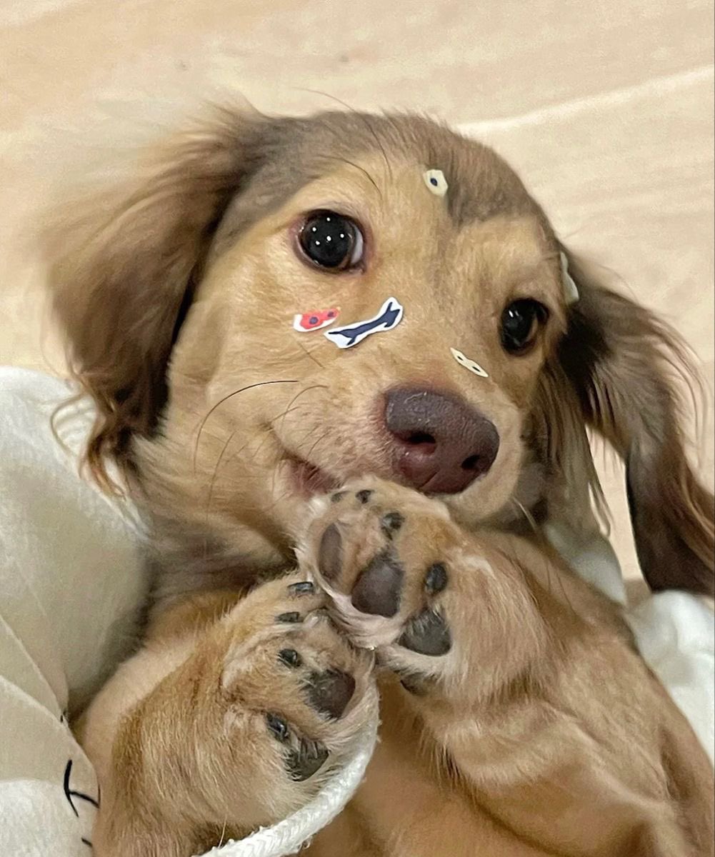 twaniimals's tweet photo. https://t.co/NKffwNyqyU