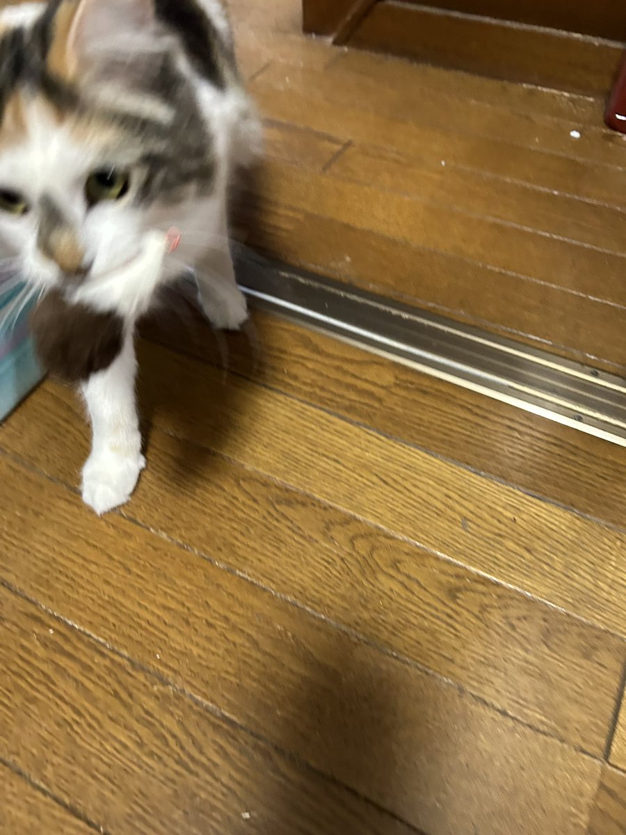 ityha_y's tweet photo. 片付けであちこち動いてるとついてくる紗羅々ちゃん。
絶対ネズミ持参なのなんなんだ可愛すぎる・・・ https://t.co/UBKFt4PzcR