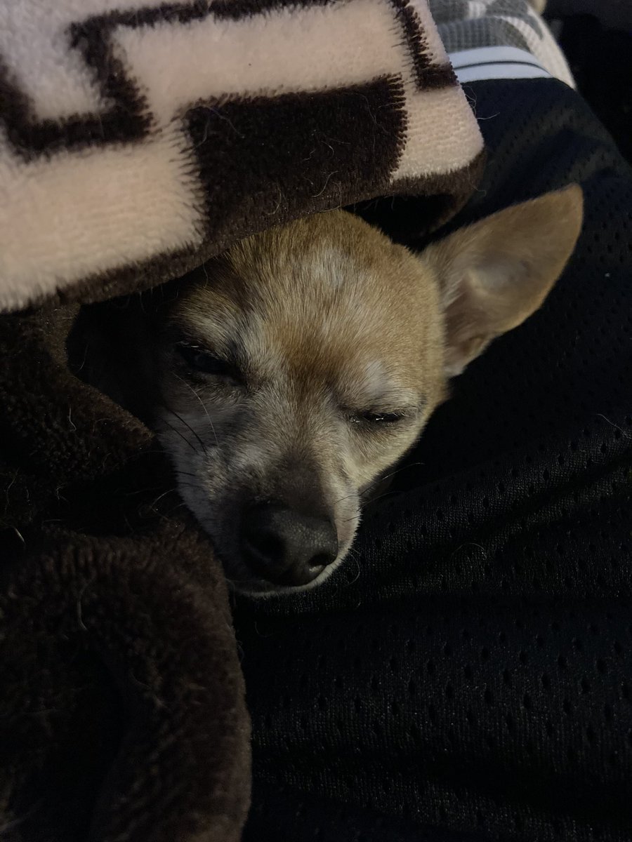 ILNOJ's tweet image. Been with me all day since I came back from my business trip…