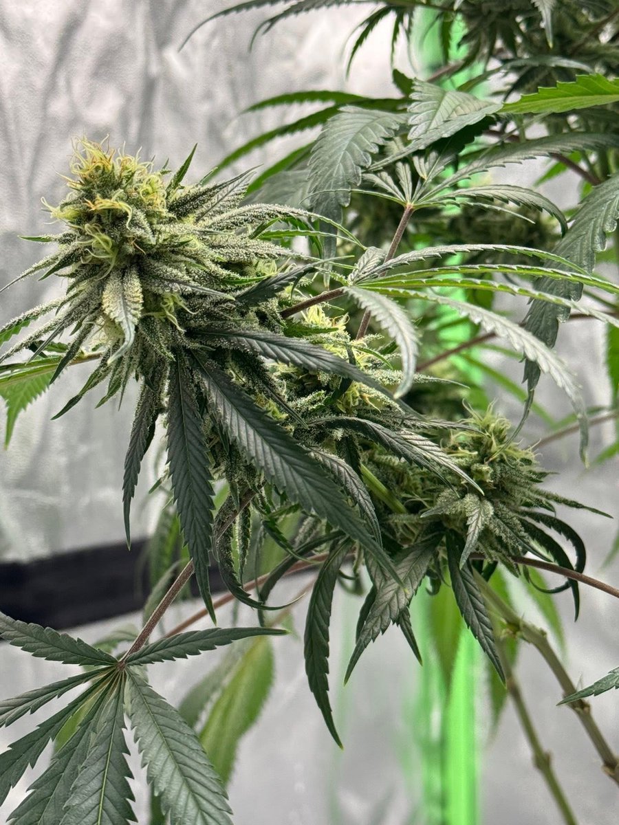 _StonersRUs_'s tweet image. Do you think it should be legal to grow your own cannabis at home? 🪴