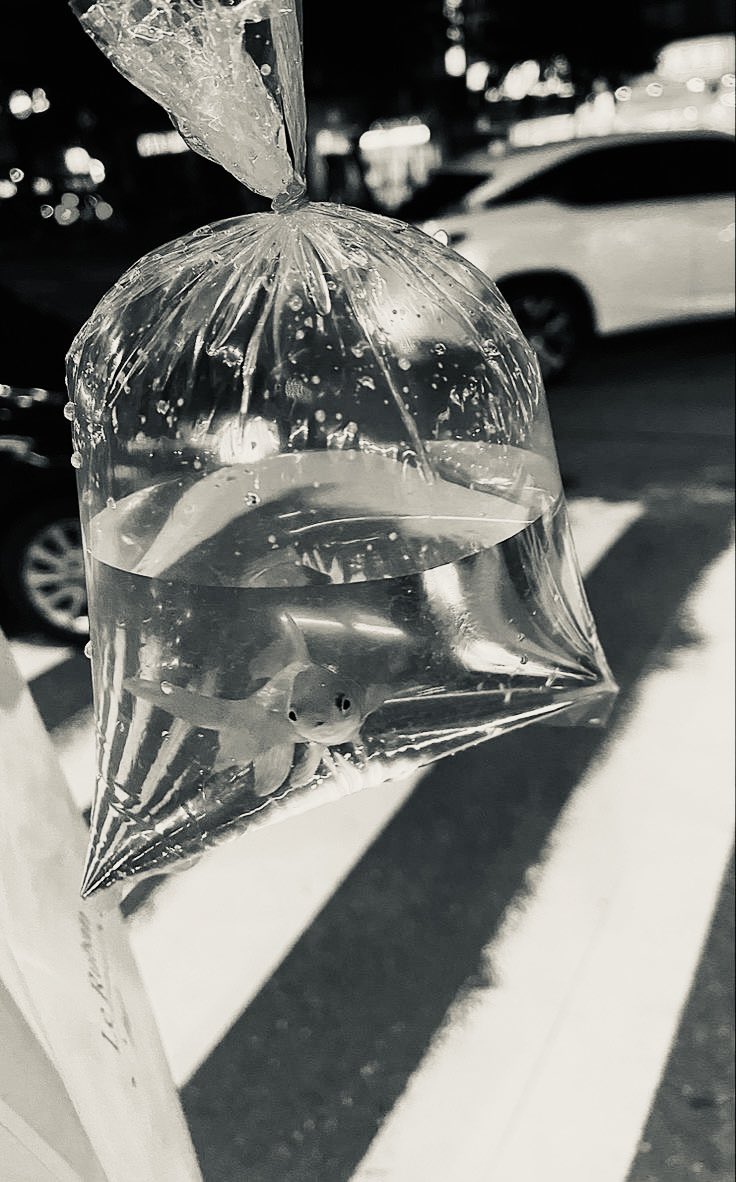 Ishyanin's tweet image. ️️
 ️️

  ️️

Savannah Divija, 1999. 
Pengen pelihara ikan, lo? 
    ️️
 ️️
 ️️
 ️️