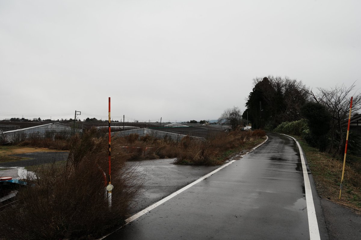 niigata_s_kanko's tweet photo. ① 国道8号線。
新飯田から三条市方面を望むと、道が一段高くなっています。
ここが、かつて信濃川が流れていた 旧河川の土手。

② 三条市側から見た旧河川の土手。
元々川だった低地には、今も果樹園が広がります。
川が運んだ土で土地は肥沃になり、果樹栽培に向いた一方、地盤が低く、住居にはあまり適さなかった土地とも考えられます。

③ 新飯田橋付近。
ここが、川に囲まれた「島」の端、島がしらだった場所と考えられます。

④ 国土地理院の陰影起伏図と標準地図を重ねると、旧河川の流れが一目瞭然。

今日走った道路の形にも、おいしいル レクチエにも川の歴史が関係しています。