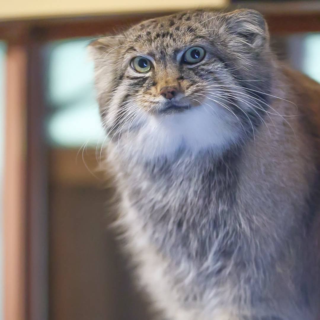 DailyManul's tweet image. 