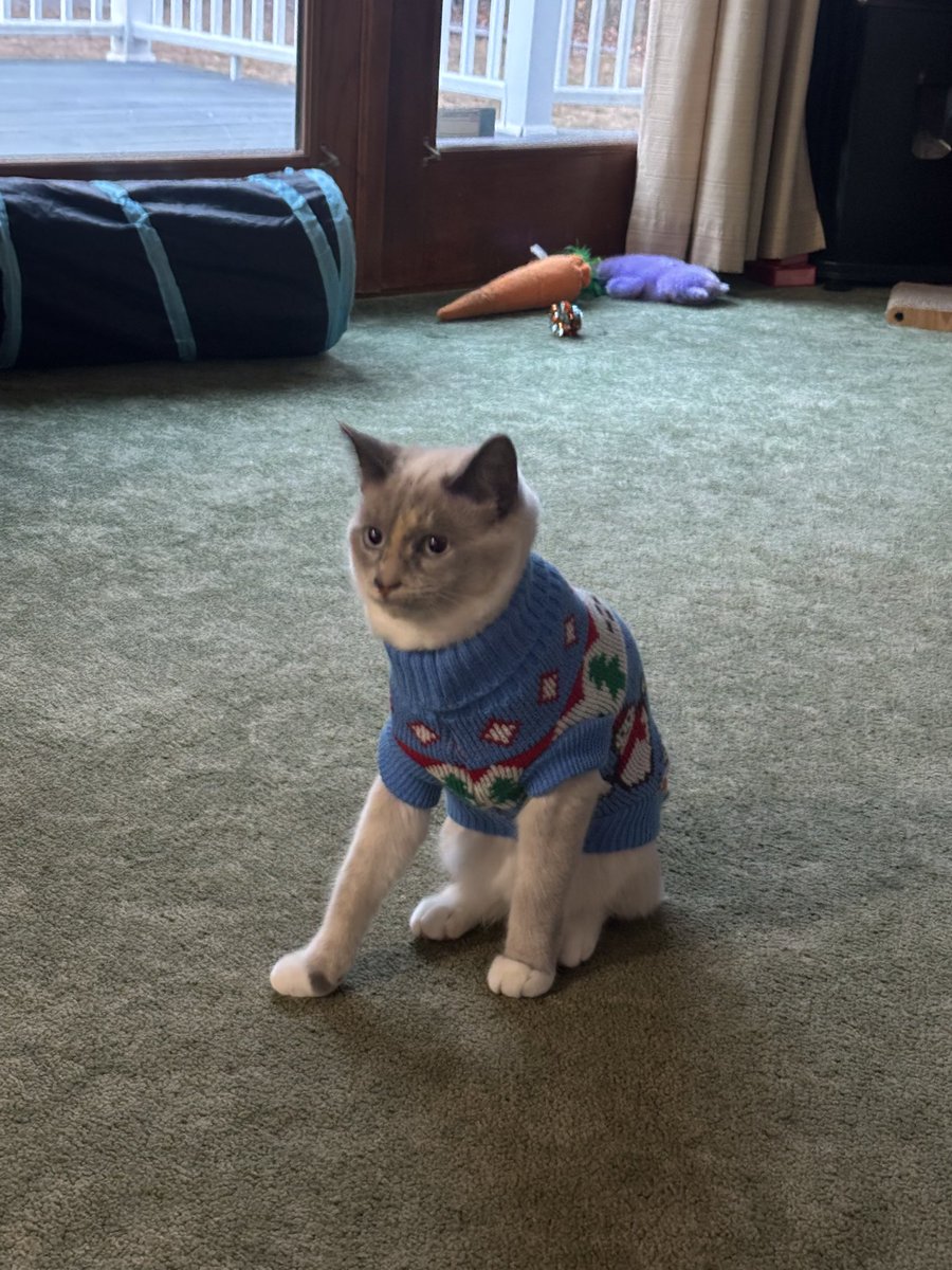 KristySittinger's tweet photo. @PostsOfCats Imagine how beans feels https://t.co/VOu4LFNm7j