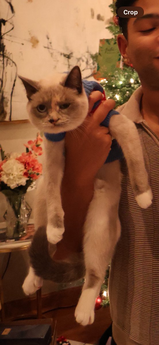 KristySittinger's tweet photo. @PostsOfCats Imagine how beans feels https://t.co/VOu4LFNm7j
