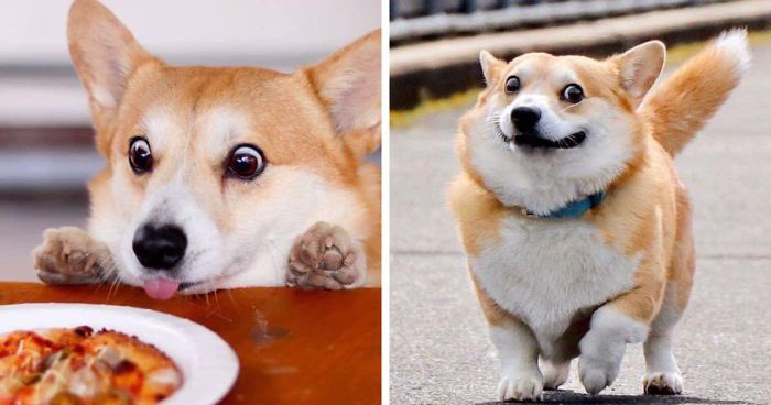 CorgiStudioHub's tweet photo. @InternetH0F Face ID: ‘Wax on, access granted!’ 🤣 Idris Elba’s statue just became the ultimate twin hack. If that works, my corgi’s selfies could unlock Fort Knox! Craziest Face ID fail? Share yours! #IdrisElba #TechTwins #CorgiHacks https://t.co/yL4cL99Hry