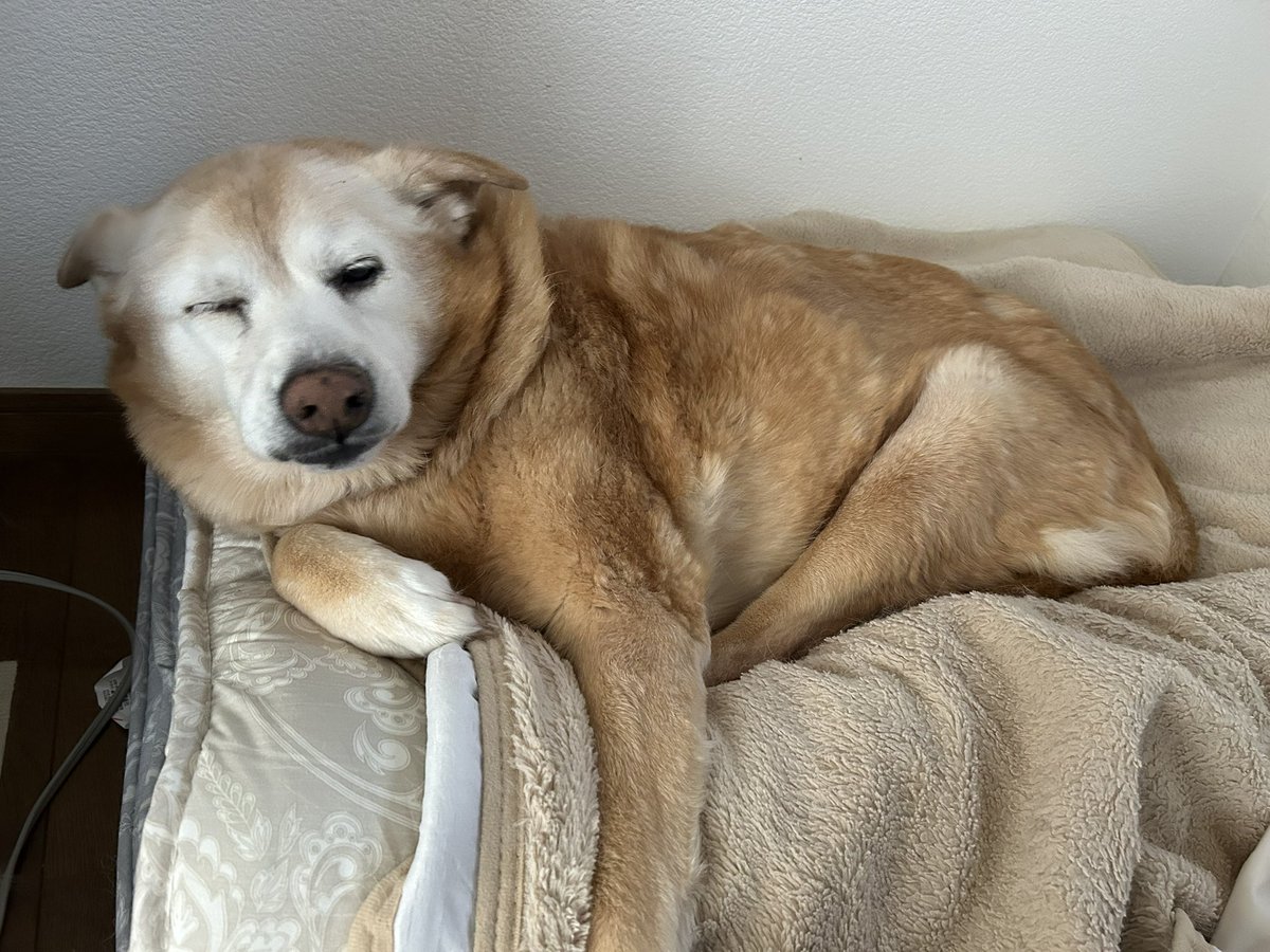 眠イーヌ💤
冬なのに何故か換毛期なメリさん😂
ハゲ部分とは別にボコボコ抜けてしまって寒くないのかな😅
ハゲ部分も毛が生えてきて犬って凄いなって思いました笑