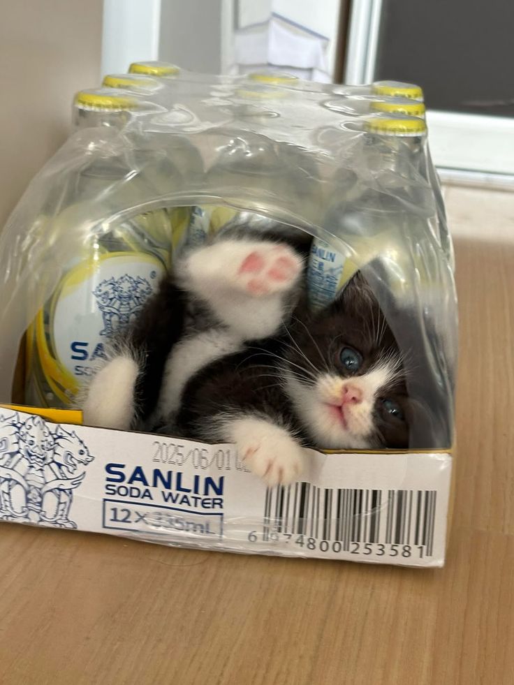 Posts Of Kittens🐾 tweet media