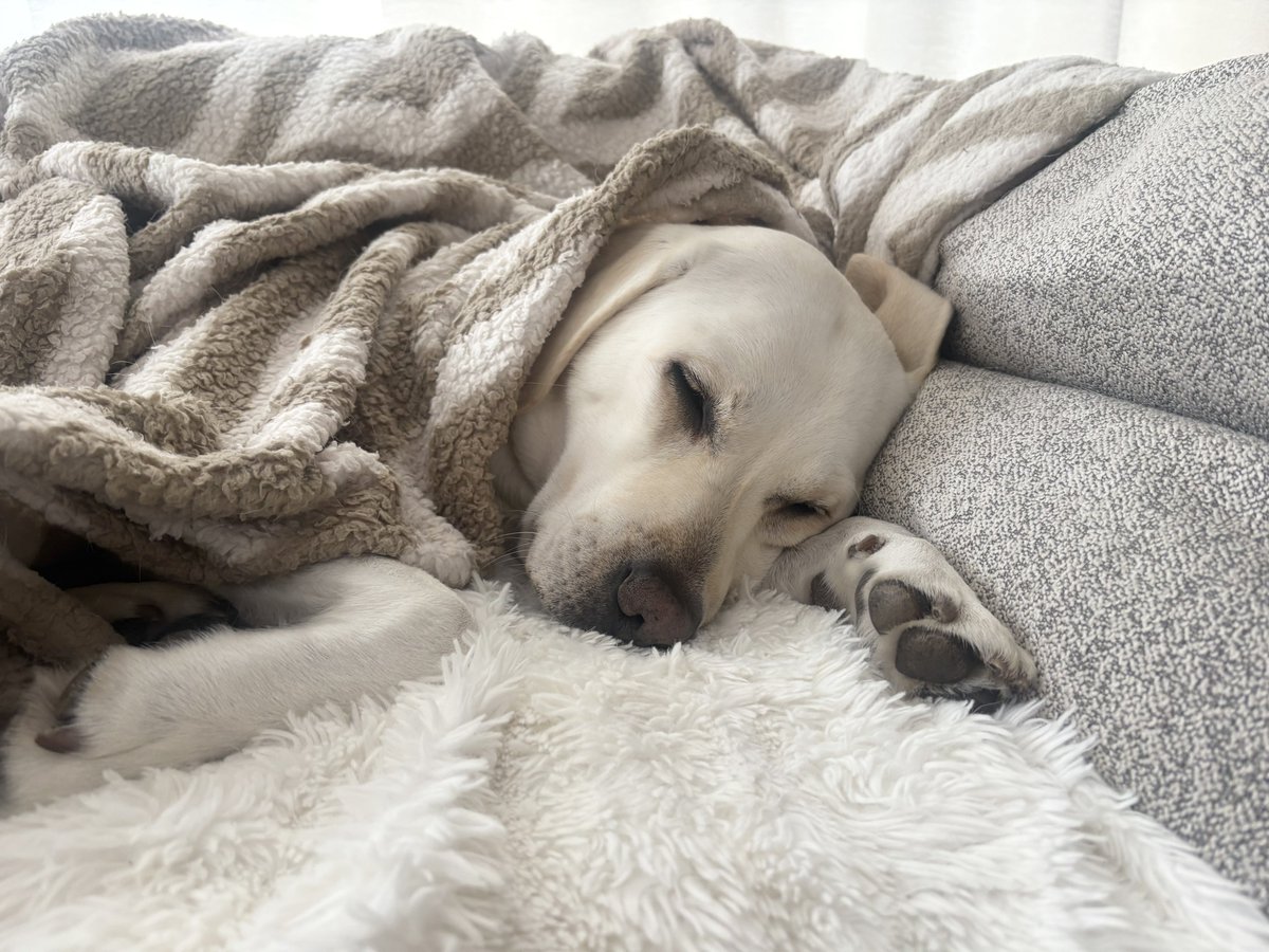 ラブラドールページ LEGO Instructions for set 6559 Deep Sea Bounty, Town - Divers