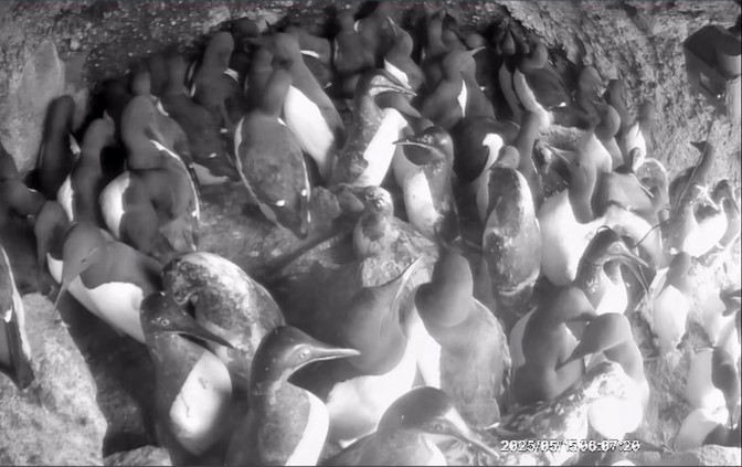 seabirdcenter's tweet image. 【ウミガラス保護増殖事業】

今シーズンの天売島でのウミガラスの繁殖結果がまとまりました。

今年は最大飛来数が135羽、つがい数37つがい、巣立ち雛数24羽を確認し、ウミガラス保護増殖事業計画を策定した2001年から現在までの過去25年間で、飛来数、つがい数ともに過去最大値を記録しました！