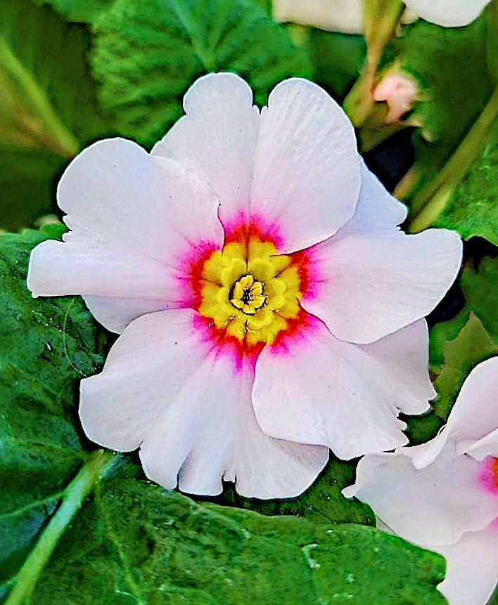 【プリムラ・ジュリアン】花言葉
青春の喜びと悲しみ・青春の恋
信頼・美の秘密
 厳しい冬に咲き春が来ると花が終わってしまう様子から「若々しい喜びと、やがて訪れる儚さ」を表しています
信頼:美の秘密は健気に花を咲かせる強さや、頼りがいのある姿、控えめながらも美しい姿に由来します