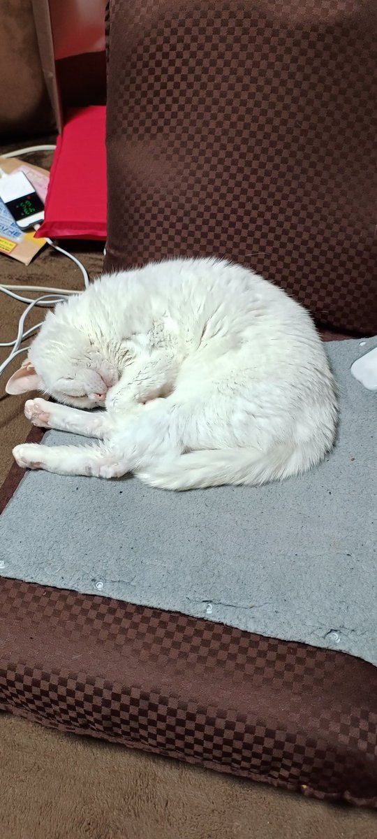 こんちゃん様 VRChat】こんちゃんなすちゃんの呪術医【Witch Doctor】 - YouTube