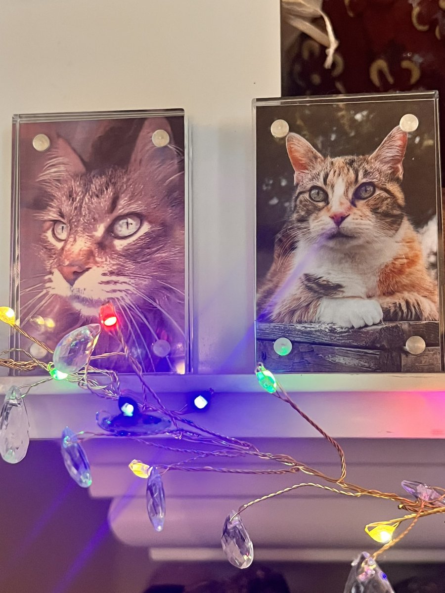 Bella and Sunflower, we miss you and remember you this Christmas. Your photos are on the mantle watching all of us. We know you are here in spirit! Merry Christmas at the bridge. 🌈🎄-Sister.