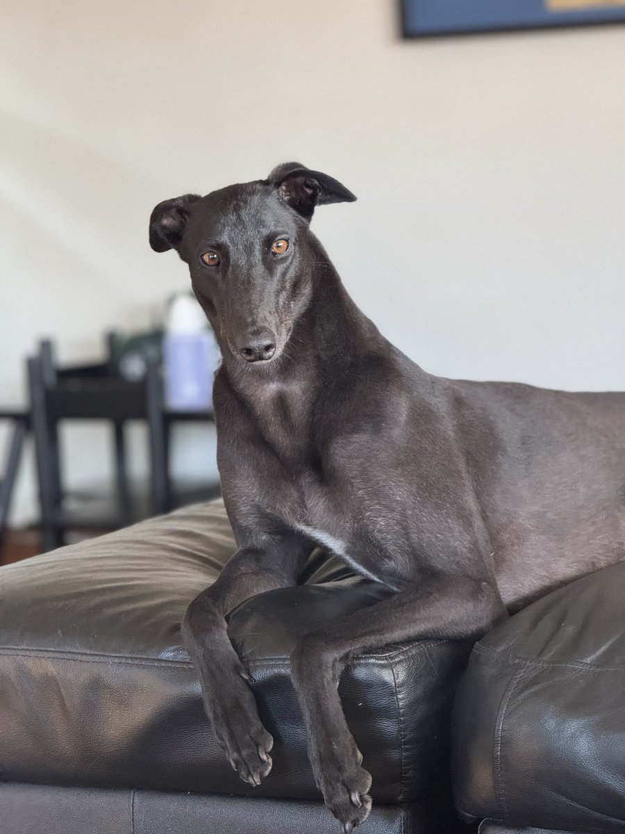 Django Maskiell tweet media