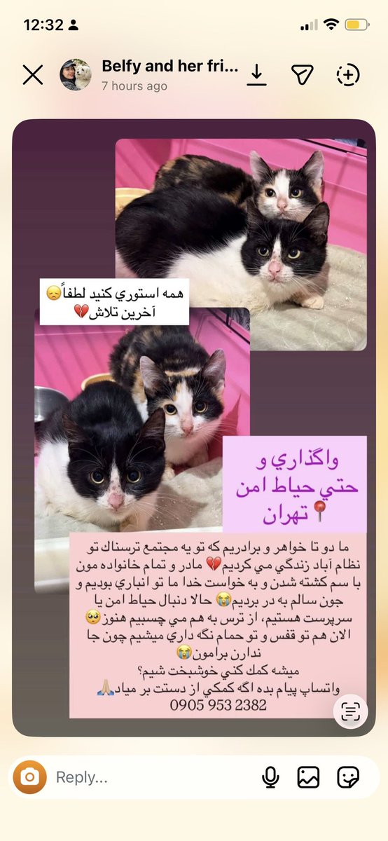 ss_saba_ss's tweet photo. #واگذاری #گربه #تهران #کرج کمترین کاری که می تونید در حقشون انجام بدید ریتوییت کردن هست. پس دریغ نکنید جایی برای موندن ندارن🙏🏼♥️ https://t.co/AynrUildyB