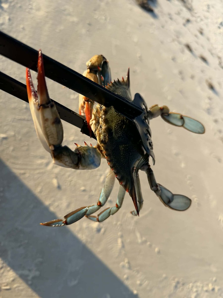 Michael_SCS_'s tweet photo. Got 1 blue crab so far too https://t.co/FcKGeWCzGI