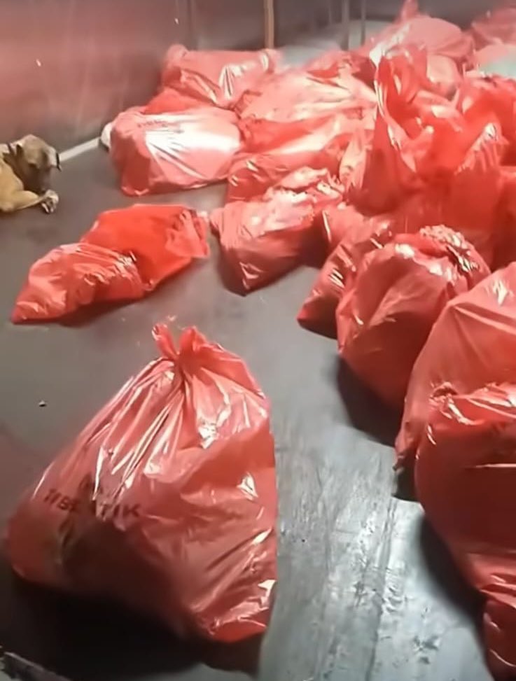 Ankara'da bir belediye barınağında soğuk hava deposu görüntüsü olduğu iddia ediliyor , hayvanların bazıları canlı halde depoya gömülmüş poşetlerde öldürülen köpekler olduğu söyleniyor.
Yazıklar olsun size başka bir şey demiyorum,hangi belediye veya kim olursa olsun hakkınızdan