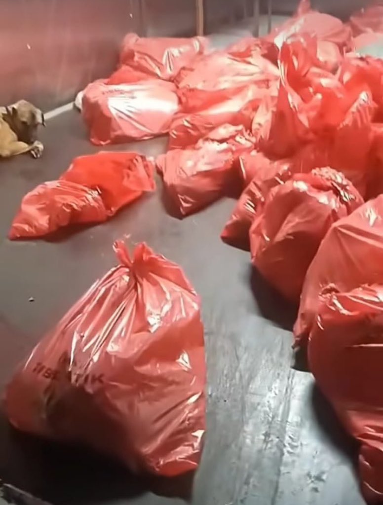 Bu iddialar ve paylaşılan fotoğraflar gerçek mi Sn. <a href="/mansuryavas06/">Mansur Yavaş</a> ?

#AnkaradaKatliamVar deniliyor.

Köpeklerin bu şekilde canlı canlı  poşetlenip soğuk have deposuna atıldığı iddiaları doğru mu? 

Acilen açıklama yapmanız gerekmektedir..!