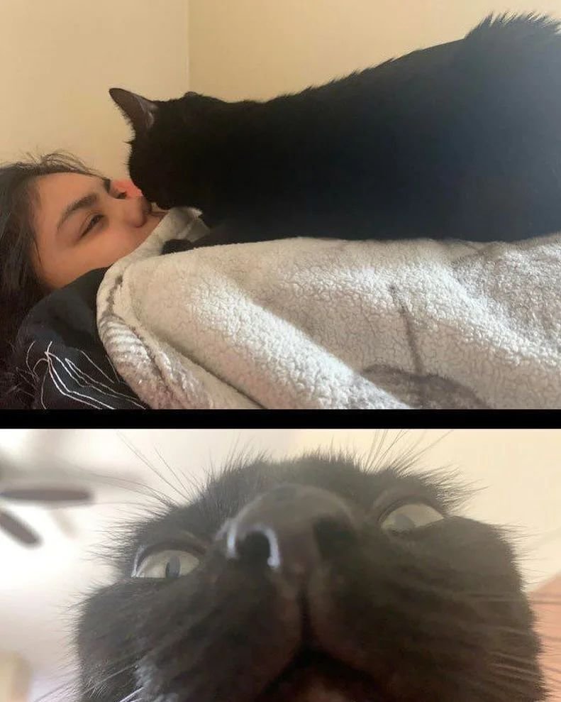 Punch Cat (@punchingcat) on Twitter photo 