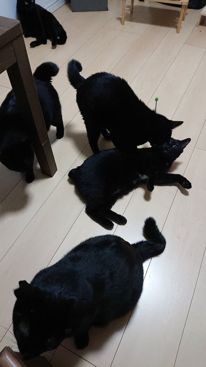 黒猫一家🐭 (@arca20220921) / Posts / X
