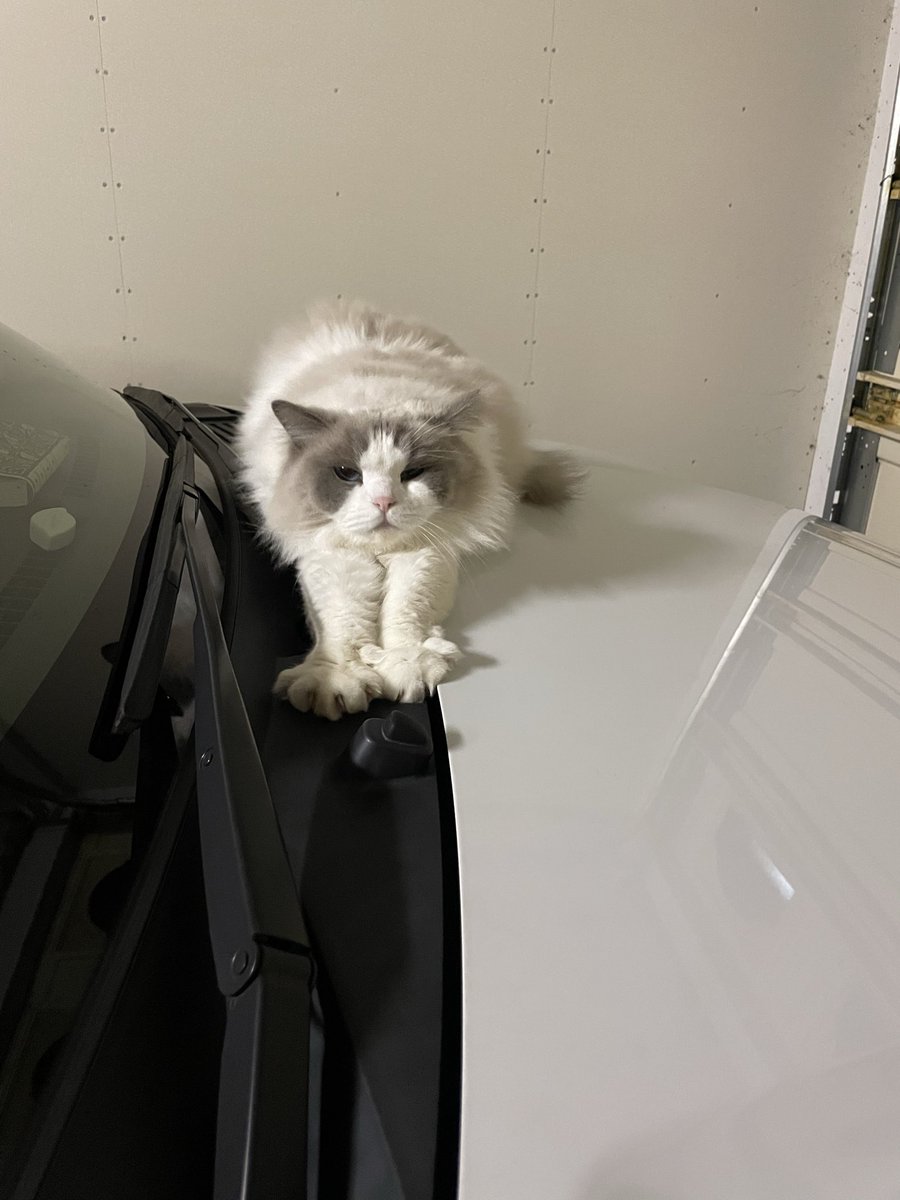 飼い主の車の上でリラックスしてた